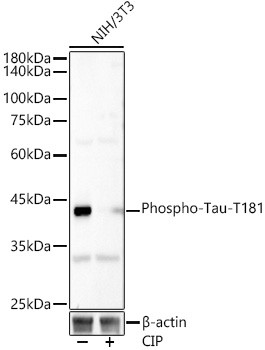 Phospho-PDHA1 (Ser293) Antibody in Western Blot (WB)