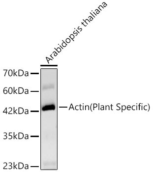 Actin Antibody in Western Blot (WB)