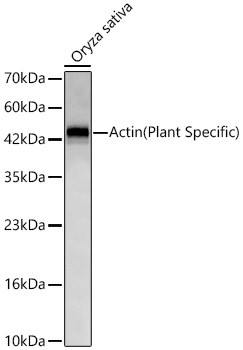 Actin Antibody in Western Blot (WB)