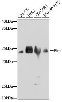 Bim Antibody in Western Blot (WB)