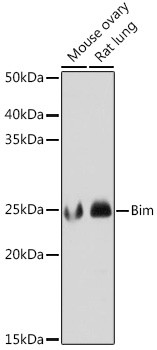 Bim Antibody in Western Blot (WB)