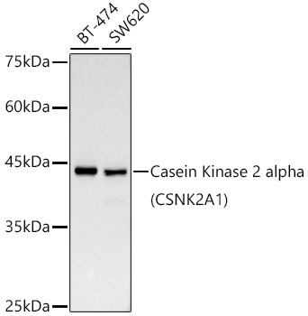 CK2 alpha-1 Antibody in Western Blot (WB)