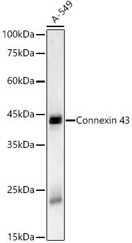 Connexin 43 Antibody in Western Blot (WB)