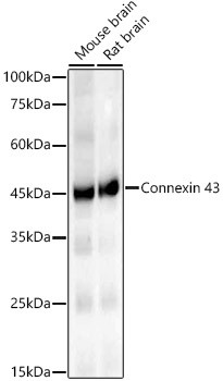 Connexin 43 Antibody in Western Blot (WB)