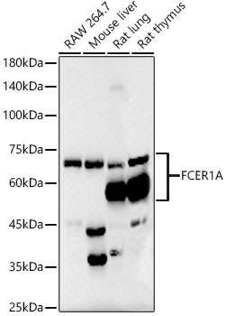 FceR1 alpha Antibody in Western Blot (WB)