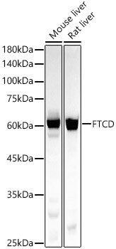 Golgi protein 58k Antibody in Western Blot (WB)