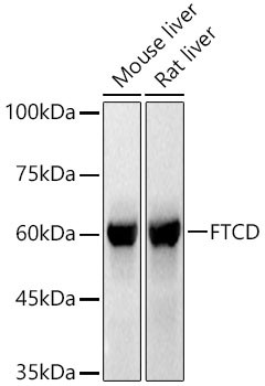 Golgi protein 58k Antibody in Western Blot (WB)