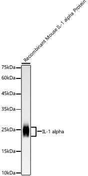 IL-1 alpha Antibody in Western Blot (WB)