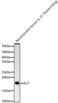 IL-21 Antibody in Western Blot (WB)