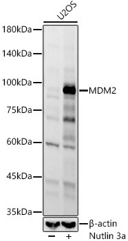 MDM2 Antibody in Western Blot (WB)