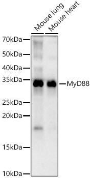 MyD88 Antibody in Western Blot (WB)