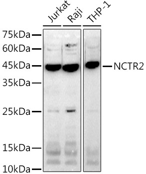 NKp44 Antibody in Western Blot (WB)