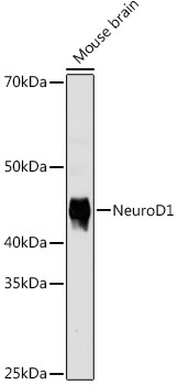 NeuroD1 Antibody in Western Blot (WB)