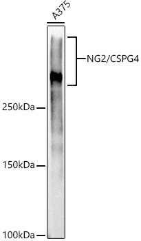 NG2 Antibody in Western Blot (WB)