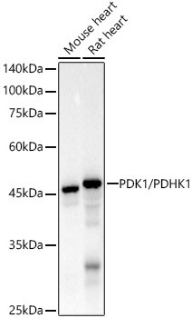 PDK1 Antibody in Western Blot (WB)