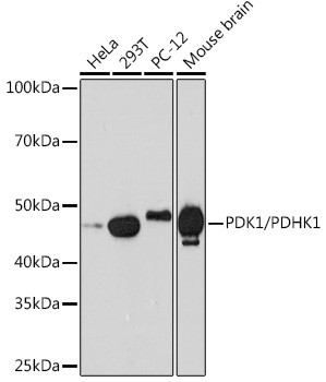 PDK1 Antibody in Western Blot (WB)