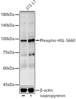 Phospho-HSL (Ser660) Antibody in Western Blot (WB)