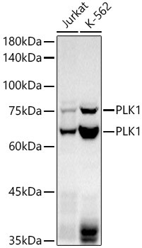 PLK1 Antibody in Western Blot (WB)