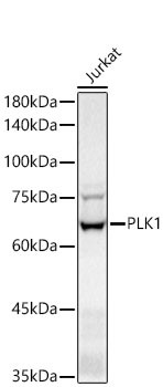 PLK1 Antibody in Western Blot (WB)