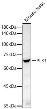 PLK1 Antibody in Western Blot (WB)