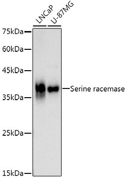 Serine racemase Antibody in Western Blot (WB)