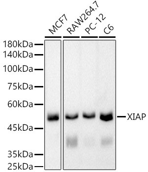 XIAP Antibody in Western Blot (WB)