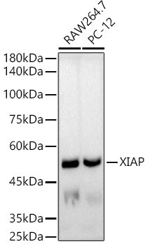 XIAP Antibody in Western Blot (WB)