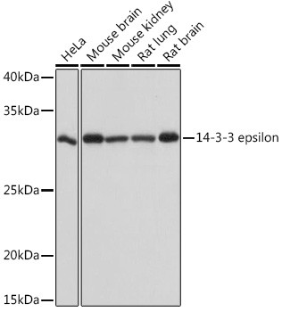 14-3-3 epsilon Antibody in Western Blot (WB)