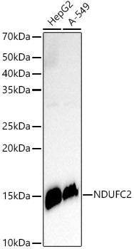 NDUFC2 Antibody in Western Blot (WB)