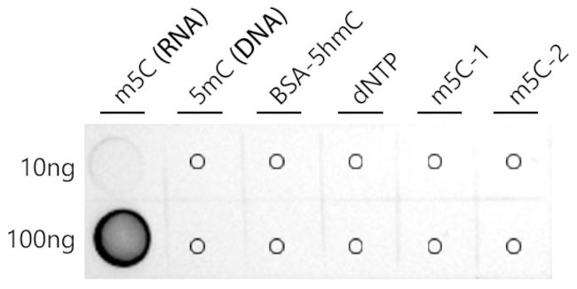 5-Methylcytosine Antibody in Peptide array (ARRAY)