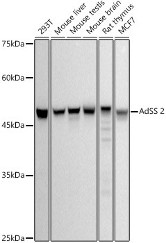 ADSS Antibody in Western Blot (WB)