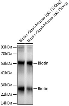 Biotin Antibody in Western Blot (WB)