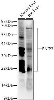 BNIP3 Antibody in Western Blot (WB)