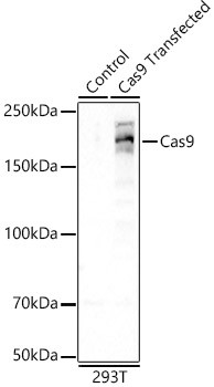 Cas9 Antibody in Western Blot (WB)