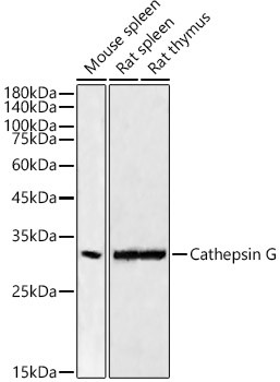 Cathepsin G Antibody in Western Blot (WB)