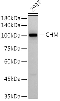 CHM Antibody in Western Blot (WB)