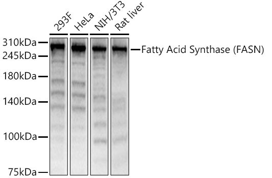 FASN Antibody in Western Blot (WB)