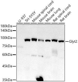 GlyT2 Antibody in Western Blot (WB)