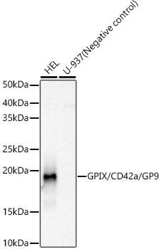 CD42a Antibody in Western Blot (WB)