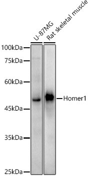 HOMER1 Antibody in Western Blot (WB)