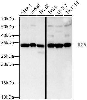 IL-26 Antibody in Western Blot (WB)