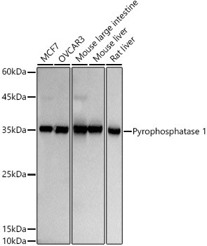 PPA1 Antibody in Western Blot (WB)