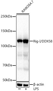 RIG-I Antibody in Western Blot (WB)