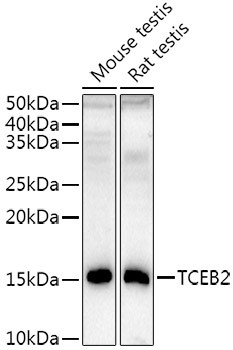 TCEB2 Antibody in Western Blot (WB)