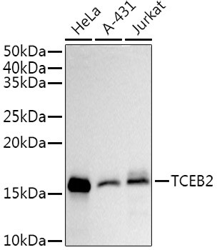 TCEB2 Antibody in Western Blot (WB)