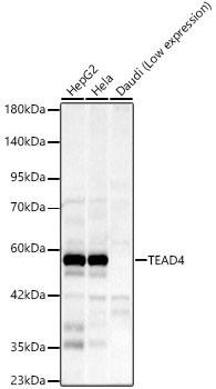 TEAD4 Antibody in Western Blot (WB)