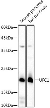 UFC1 Antibody in Western Blot (WB)