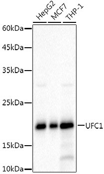 UFC1 Antibody in Western Blot (WB)