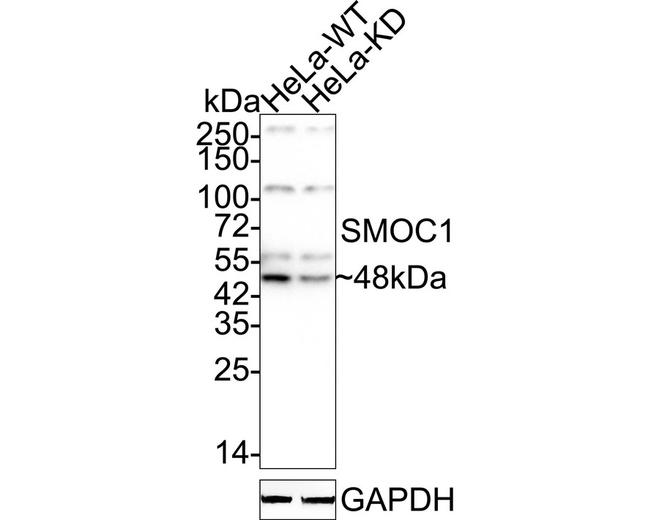 SMOC1 Antibody in Western Blot (WB)