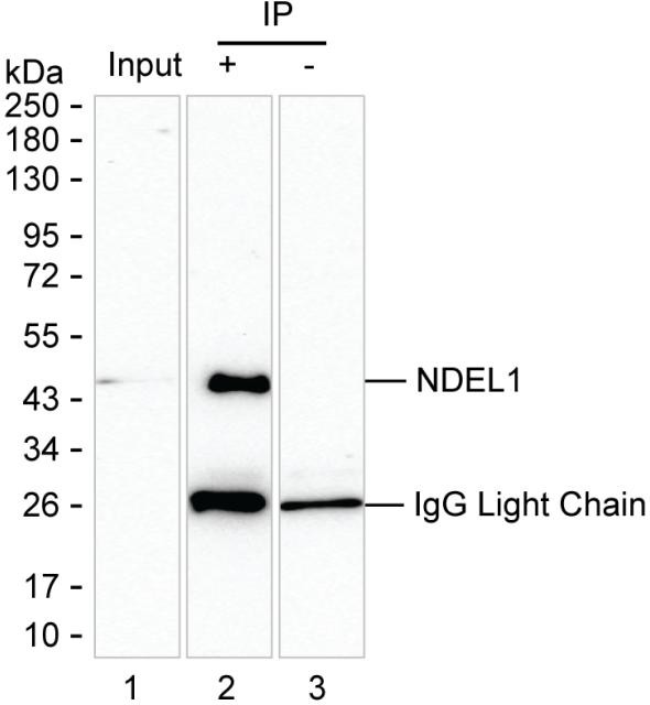 Nudel Antibody in Immunoprecipitation (IP)